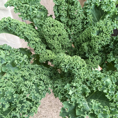 Kale Seeds Dwarf Green Curled